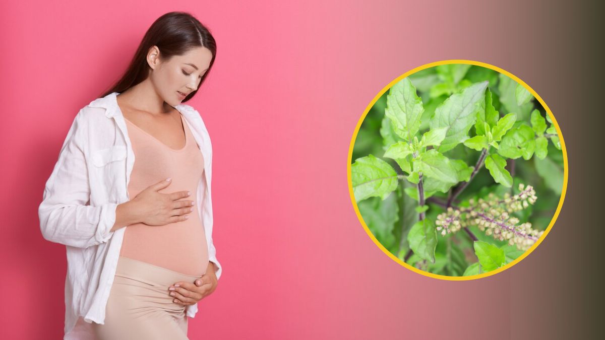 Basil Seeds During Pregnancy