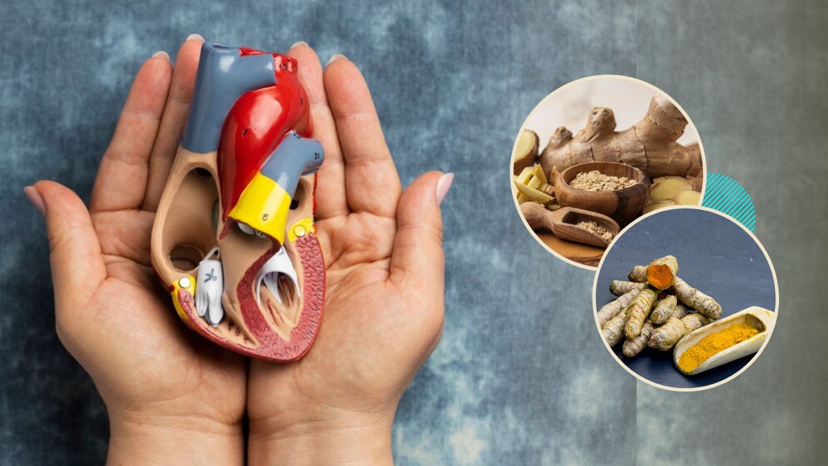 Herbs For Kidney Health: சிறுநீரகத்தை ஆரோக்கியமாக வைக்க இந்த மூலிகைகளை எடுத்துக்கோங்க