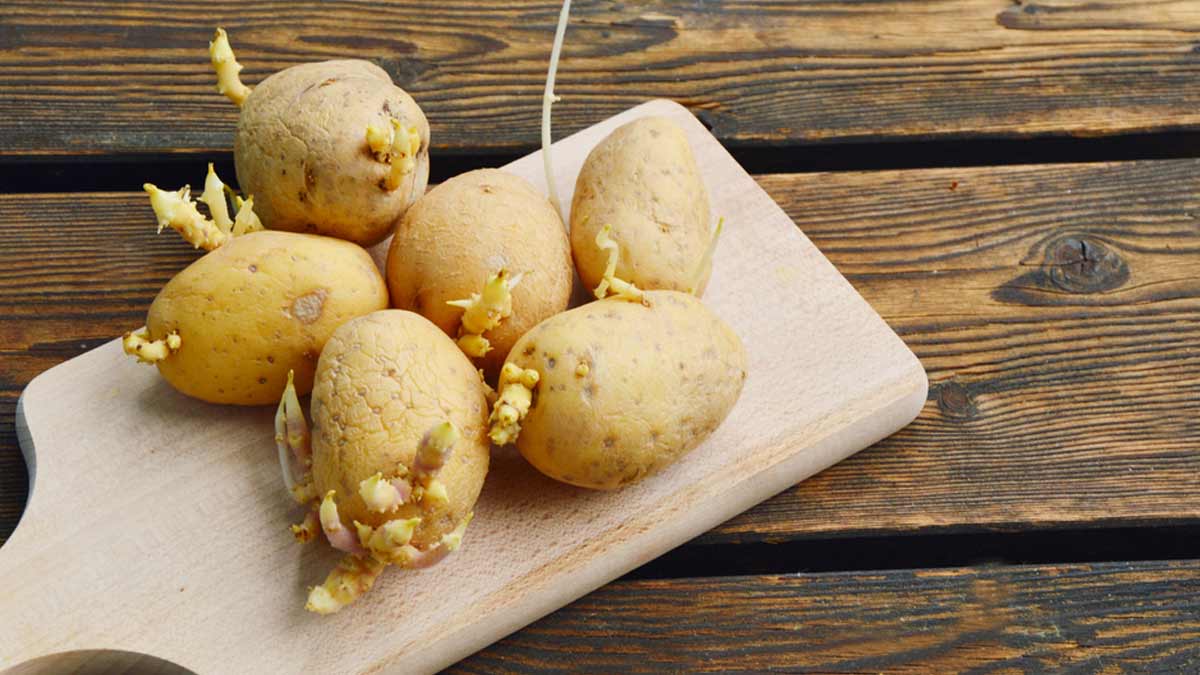 Sprouted Potatoes: உயிருக்கு உலைவைக்கும் முளைத்த உருளைக்கிழங்கு… தீமைகள் என்ன தெரியுமா?