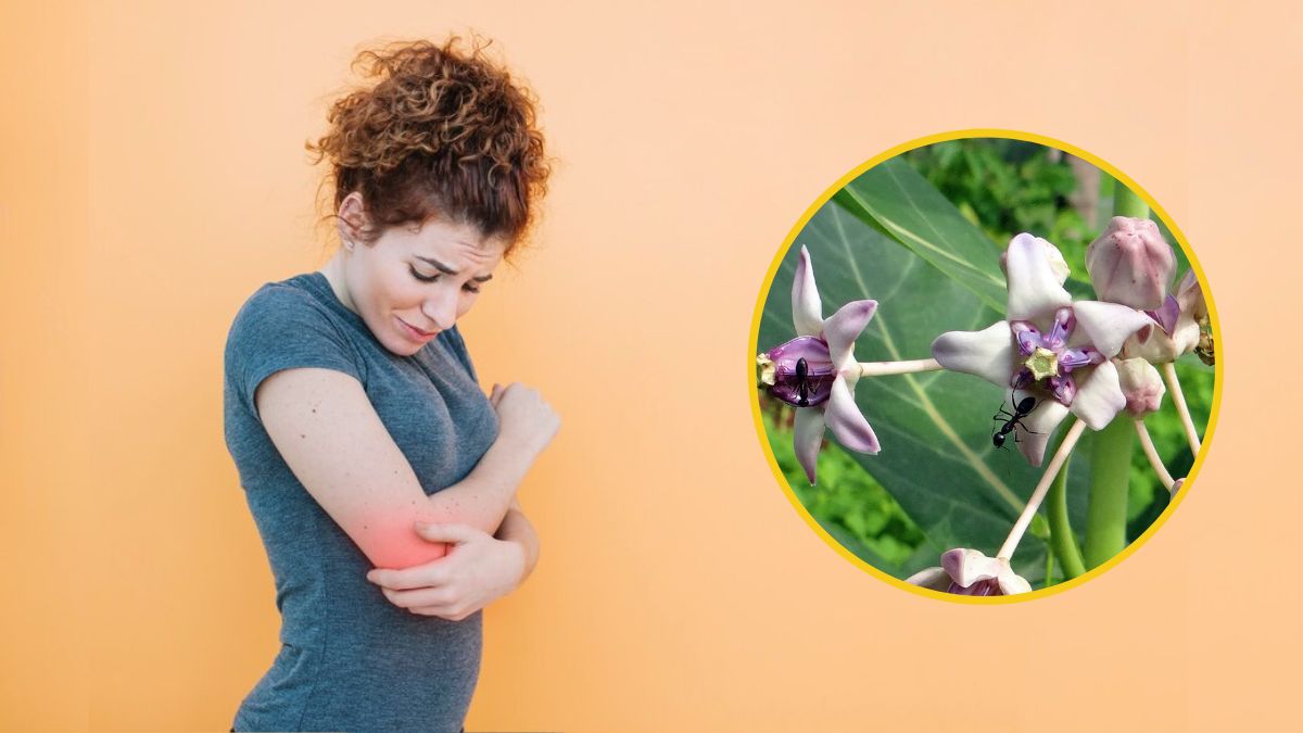 Aak Leaves For Body Pain: உடம்பு வலியை நீக்க உதவும் எருக்கஞ்செடி எண்ணெய்! எப்படி பயன்படுத்தலாம்?