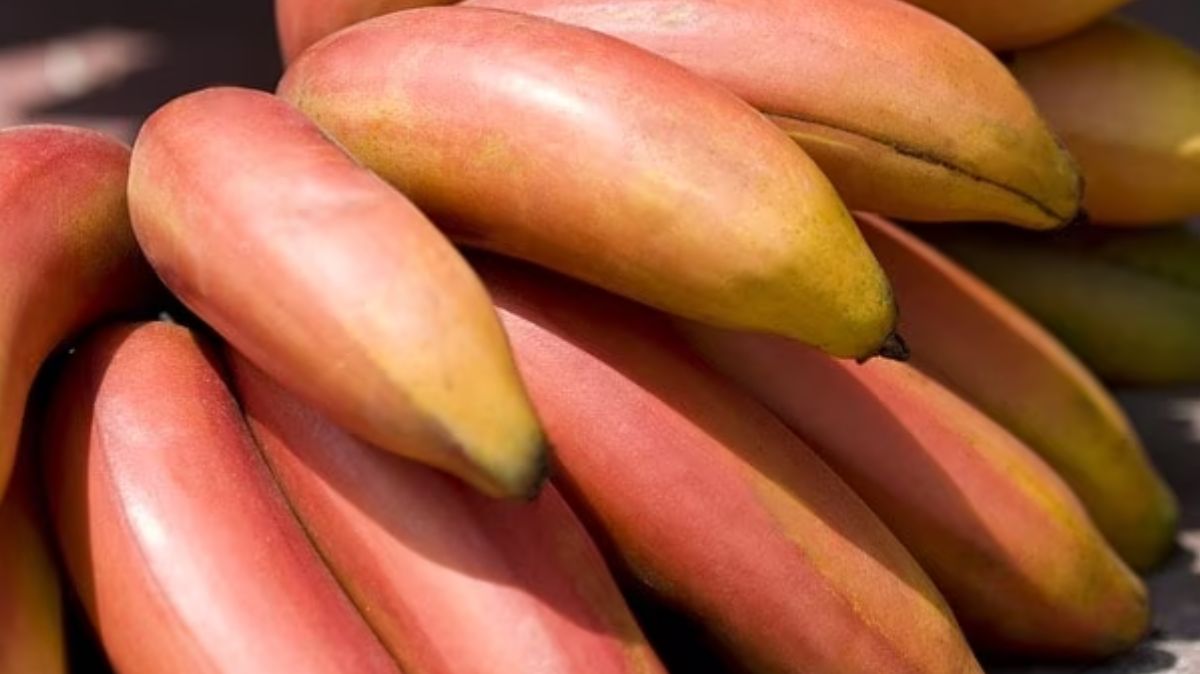 Red Banana Benefits: விந்தணு அதிகரிப்பு முதல் பார்வை திறன் மேம்பாடு வரை.. செவ்வாழை பழத்தின் நன்மைகள் இங்கே..
