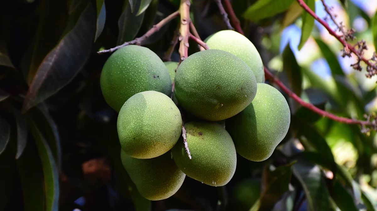 Raw Mango Benefits: மாங்காயில் இவ்வளவு விஷயம் இருக்கா.?