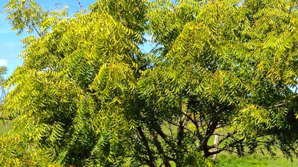 Neem Leaves Benefits: தலை முதல் கால் வரை… வேப்ப இலை நன்மைகள் இங்கே…