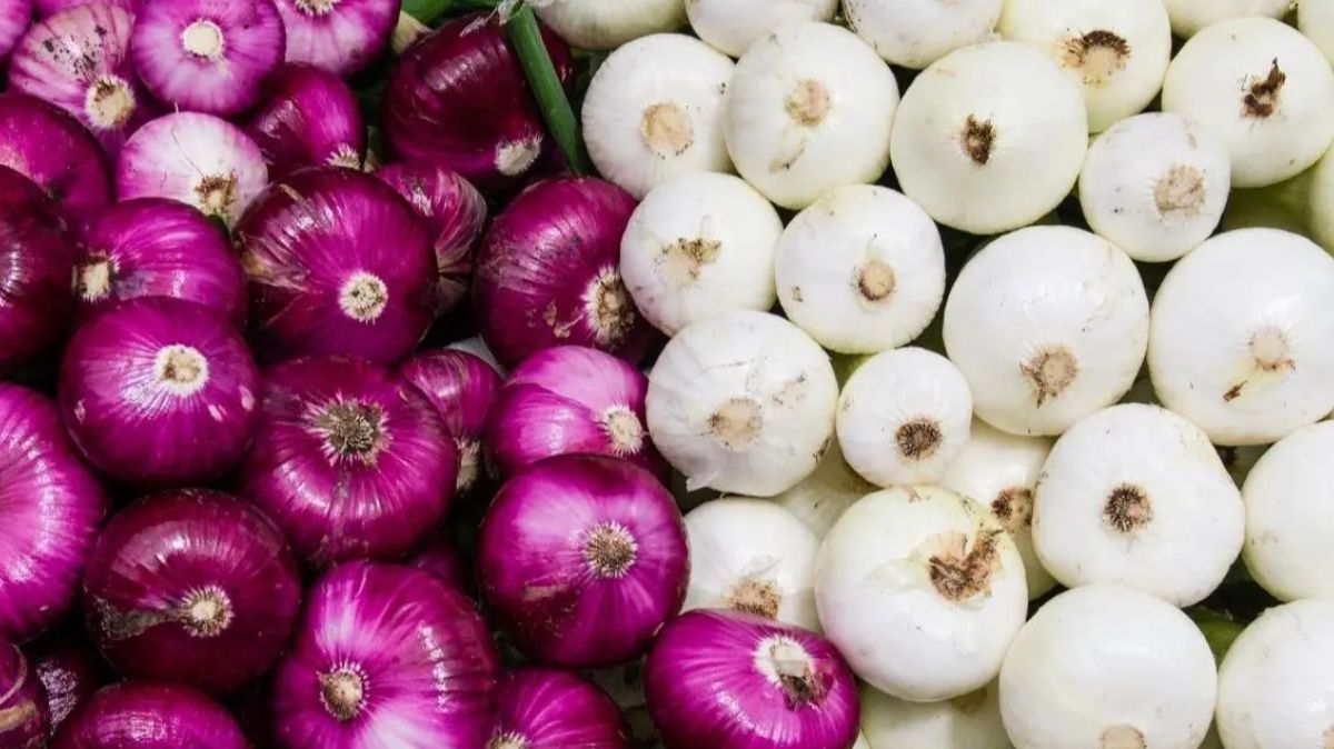 White Vs Red Onion: வெள்ளை Vs சிவப்பு வெங்காயம் - ஆரோக்கியத்தில் எது சிறந்தது.!