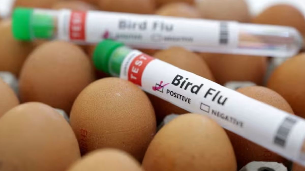 Bird Flu: பரவி வரும் பறவைக் காய்ச்சலுக்கான காரணங்கள், அறிகுறிகள் மற்றும் சிகிச்சை முறைகள்