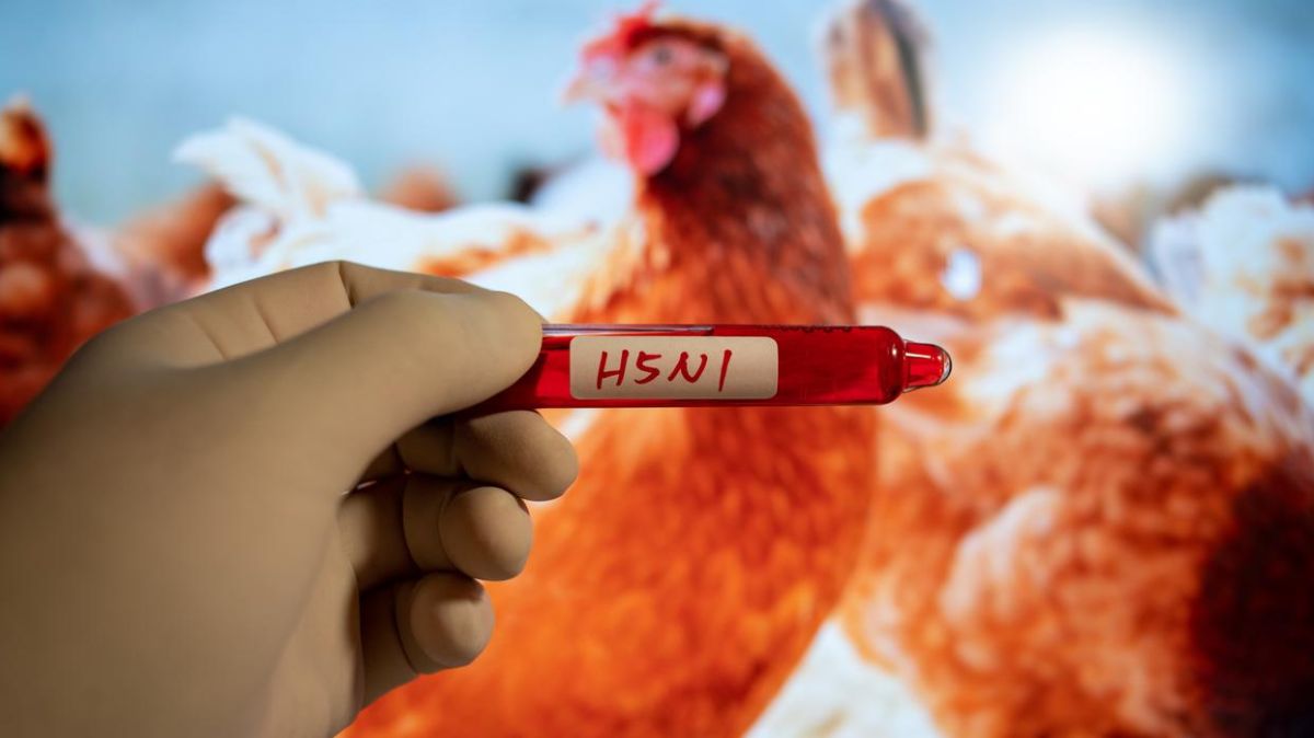 Bird Flu H5N1: உயிரை பரிக்குமா பறவைக் காய்ச்சல்.? WHO அதிர்ச்சி தகவல்.!