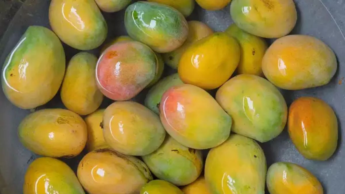 Soaked Mangoes: மாம்பழங்களை சாப்பிடும் முன் ஏன் தண்ணீரில் ஊறவைத்து சாப்பிடணும் தெரியுமா?