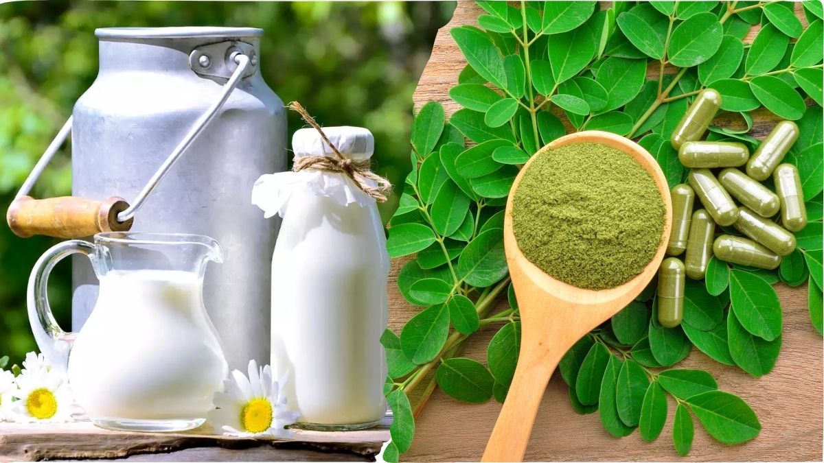 Milk or Moringa: பாலை விட முருங்கையில் அதிக அளவு புரதம் உள்ளதா? உண்மை என்ன?