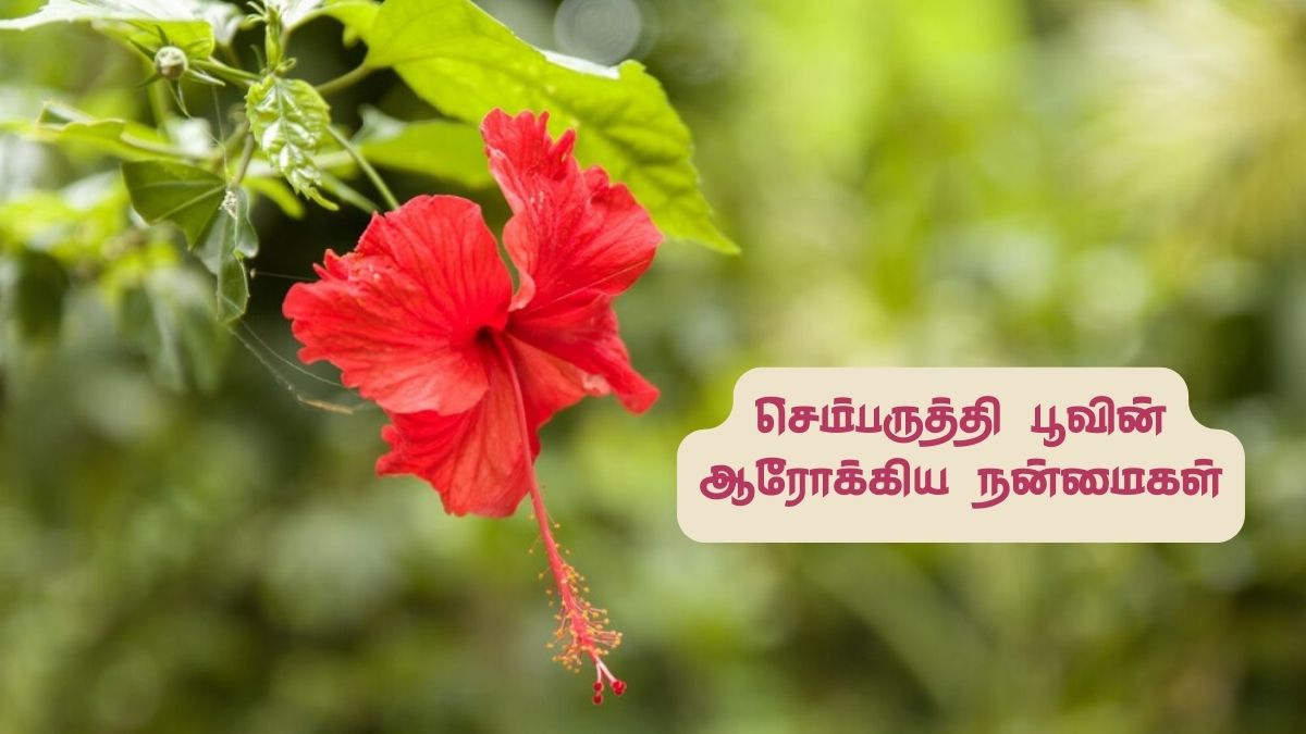 Hibiscus Flower Benefits: கொலஸ்ட்ரால் முதல் புற்றுநோய் வரை! செம்பருத்தி