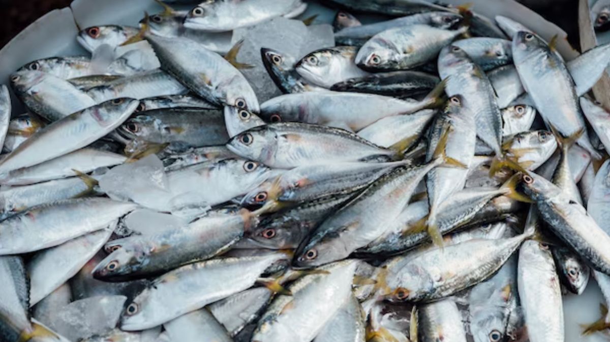 Healthiest Fish: ஆரோக்கியமான மீன்கள் எது? குடும்ப ஆரோக்கியத்துக்கு எந்த மீன் வாங்கி சமைக்கலாம்?