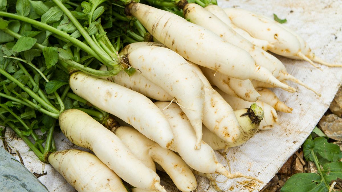 Radish for Weight Loss: எவ்ளோ பெரிய தொப்பையையும் அசால்ட்டாக குறைக்க முள்ளங்கியை சாப்பிடுங்க