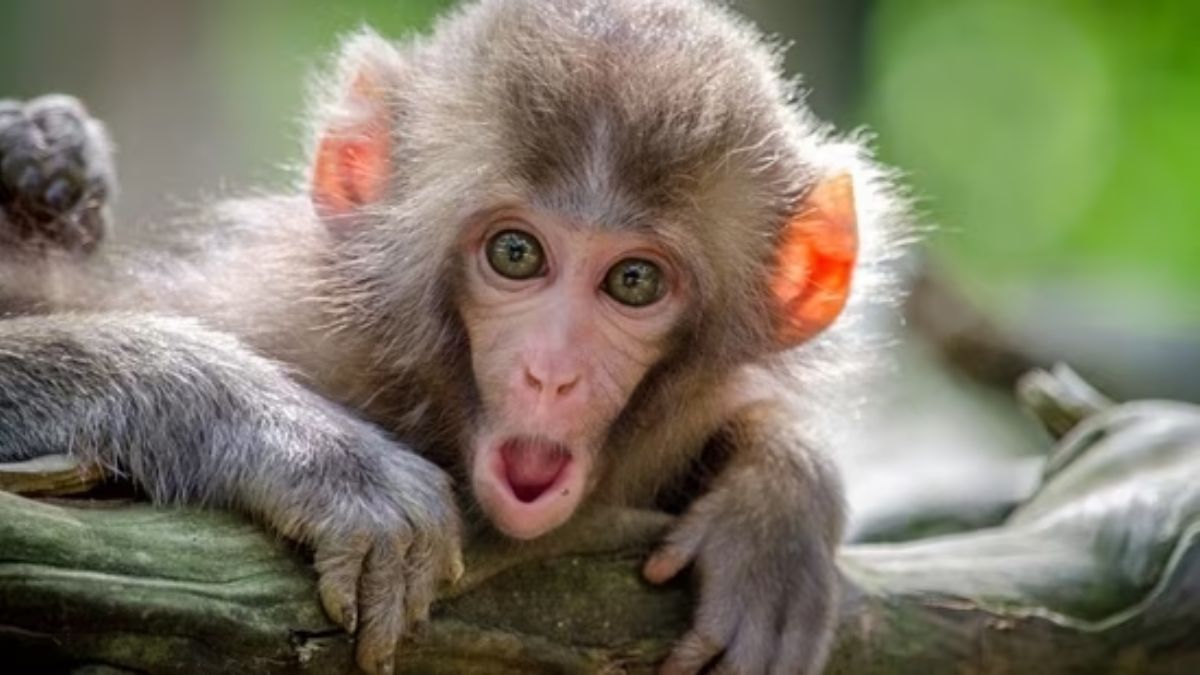 Monkey Fever Symptoms: கர்நாடகாவில் பரவும் குரங்கு காய்ச்சல்! இந்த அறிகுறிகளை லேசுல விட்ராதீங்க
