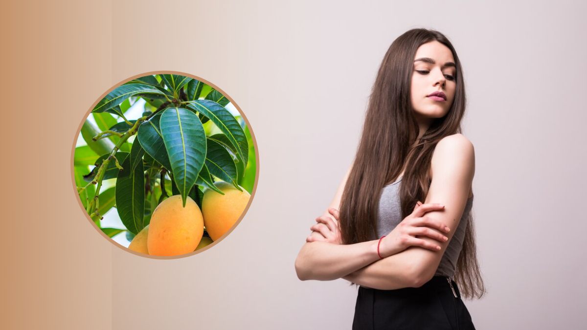 Mango Leaves For Hair: முடி நீளமா, அடர்த்தியா வளரணும்னா மா இலைகளை இப்படி யூஸ் பண்ணுங்க