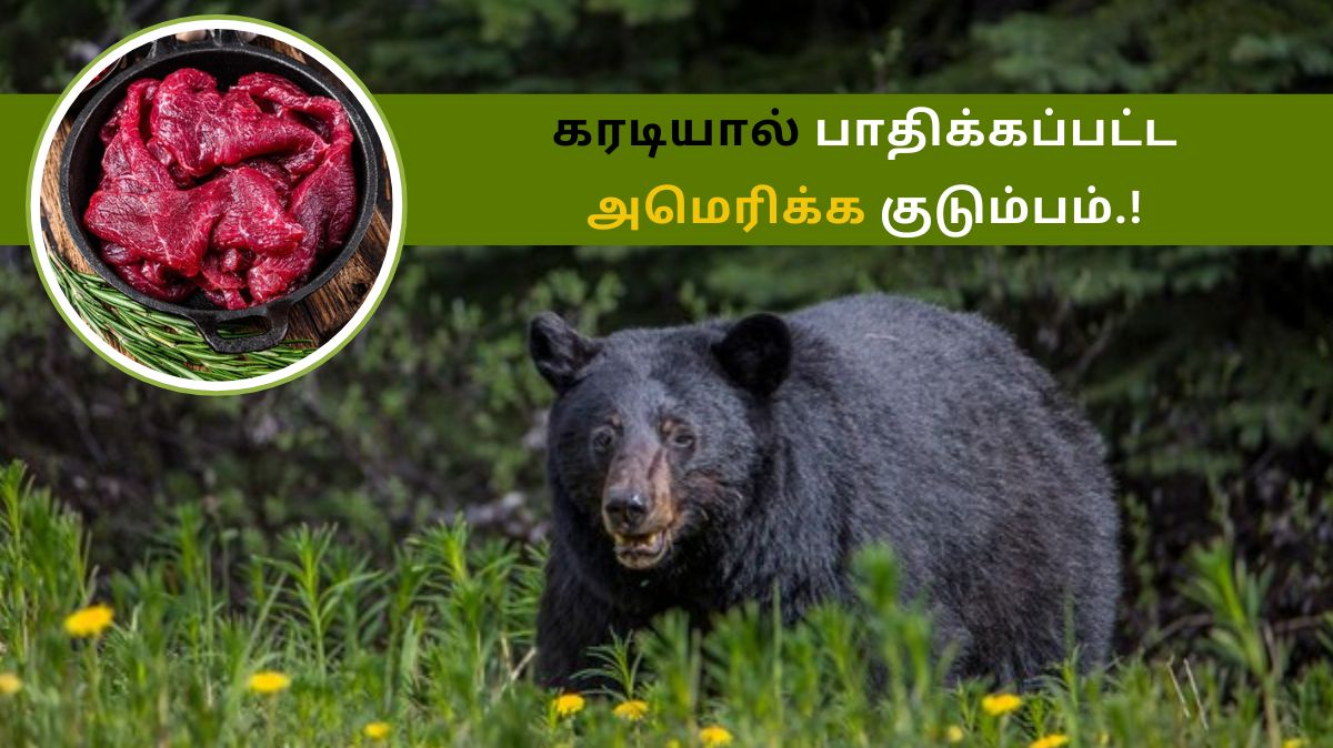 Bear Meat: கரடியால் பாதிக்கப்பட்ட அமெரிக்க குடும்பம்.! என்ன கதை.? | Us ...