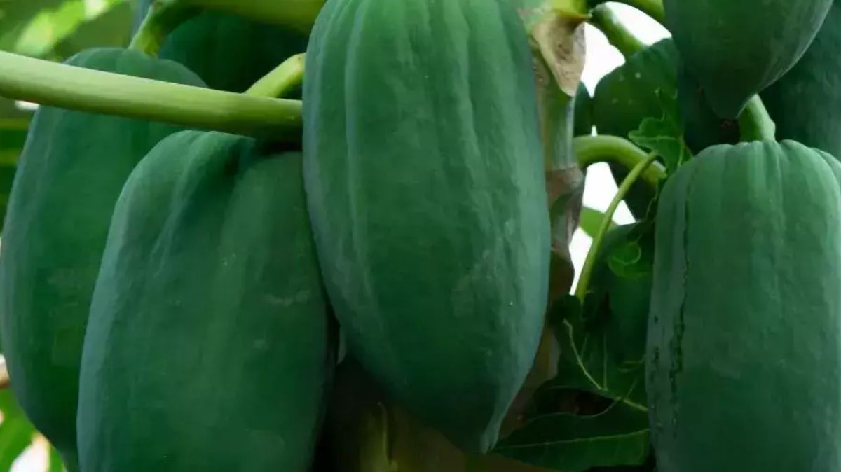 Raw Papaya Benefits: பப்பாளியை காயாக சாப்பிடுவதால் நிகழும் ஆச்சரியங்கள் இங்கே…