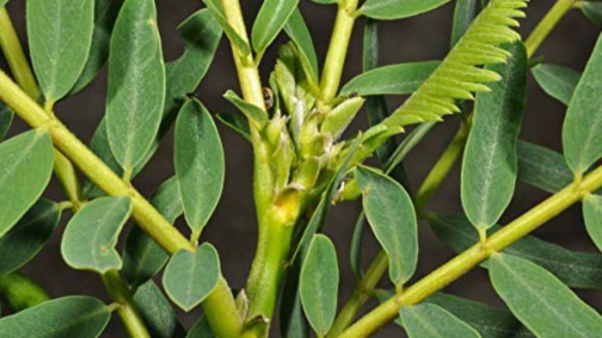 Agathi Keerai Benefits: அகத்தில் உள்ள நோய்களை அடியோடு அழிக்கும் அகத்தி கீரை.!