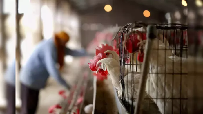 H5N1 Bird Flu: பறவைக் காய்ச்சலால் ஏற்பட்ட முதல் மரணம்; மக்களை எச்சரிக்கும் WHO!