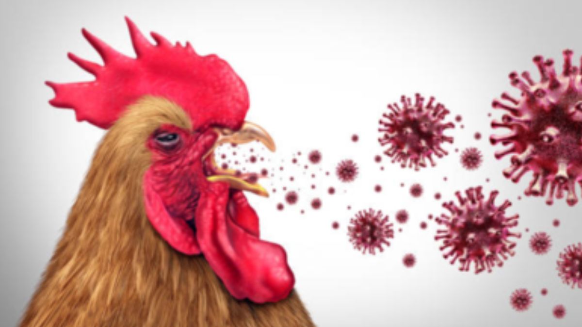 Bird Flu: 4 வயது குழந்தைக்கு பறவைக் காய்ச்சல்.. உறுதி செய்த WHO