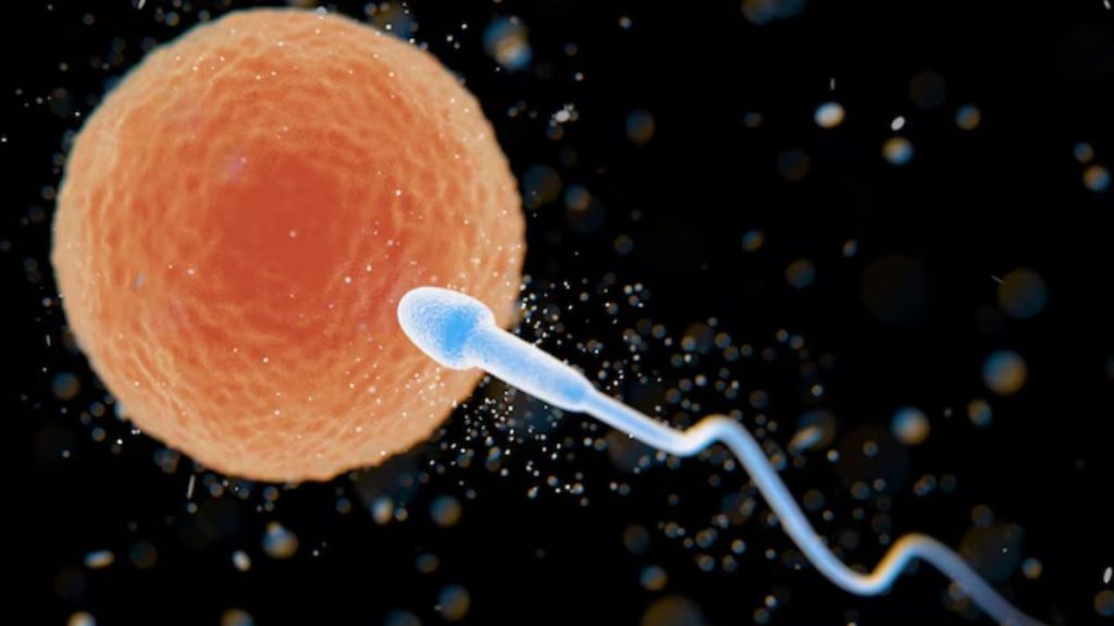 Sperm Count Which 