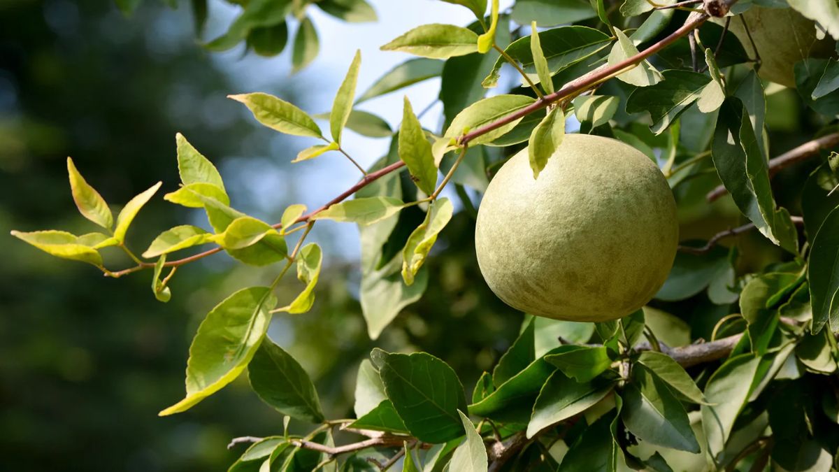 Vilvam Fruit Benefits: வில்வ பழத்தில் உள்ள இந்த நன்மைக்காக நீங்க இத கட்டாயம் சாப்பிடணும்