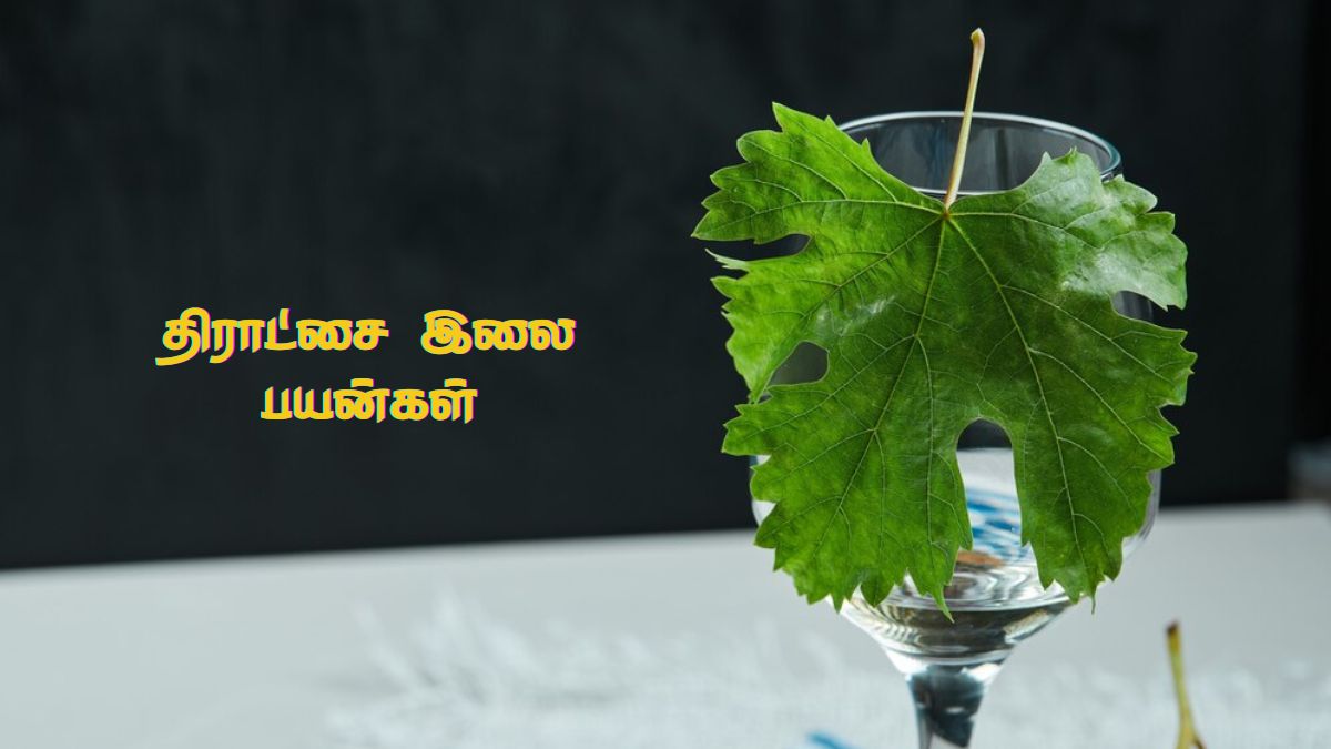 Grapes Leaves Benefits: திராட்சை இலை சாப்பிடுவதில் என்னென்ன நன்மைகள் இருக்கு தெரியுமா?