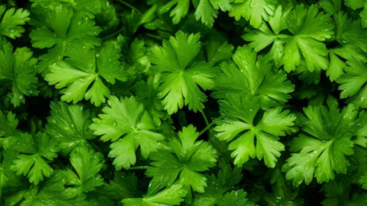 Coriander leaves Benefits: கொத்தமல்லி இலையில் இவ்வளவு ஆரோக்கிய நன்மைகள் இருக்கா!
