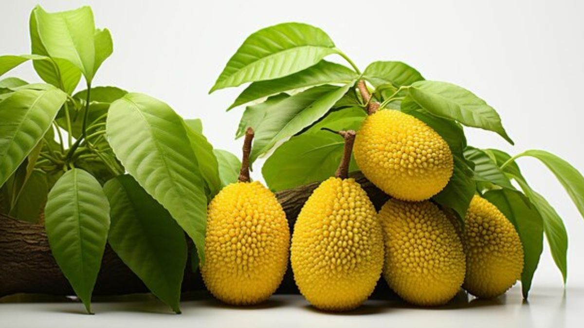 Jackfruit Benefits: பலா பழம் சாப்பிடுவதில் இவ்வளவு நன்மை இருக்கா.?