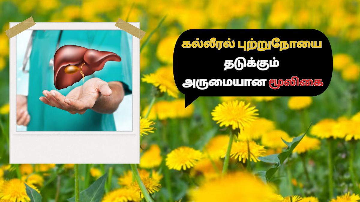 Liver Cancer: கல்லீரல் புற்றுநோயை தடுக்கும் அருமையான மூலிகை இங்கே…