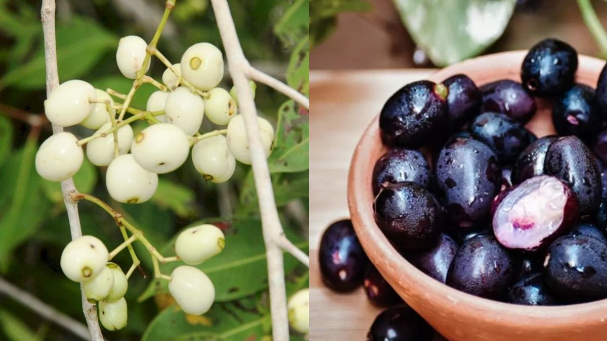 White Jamun: கருப்பு நாவல்பழத்தை மிஞ்சும் நன்மைகளைத் தரும் வெள்ளை நாவல்பழம்!