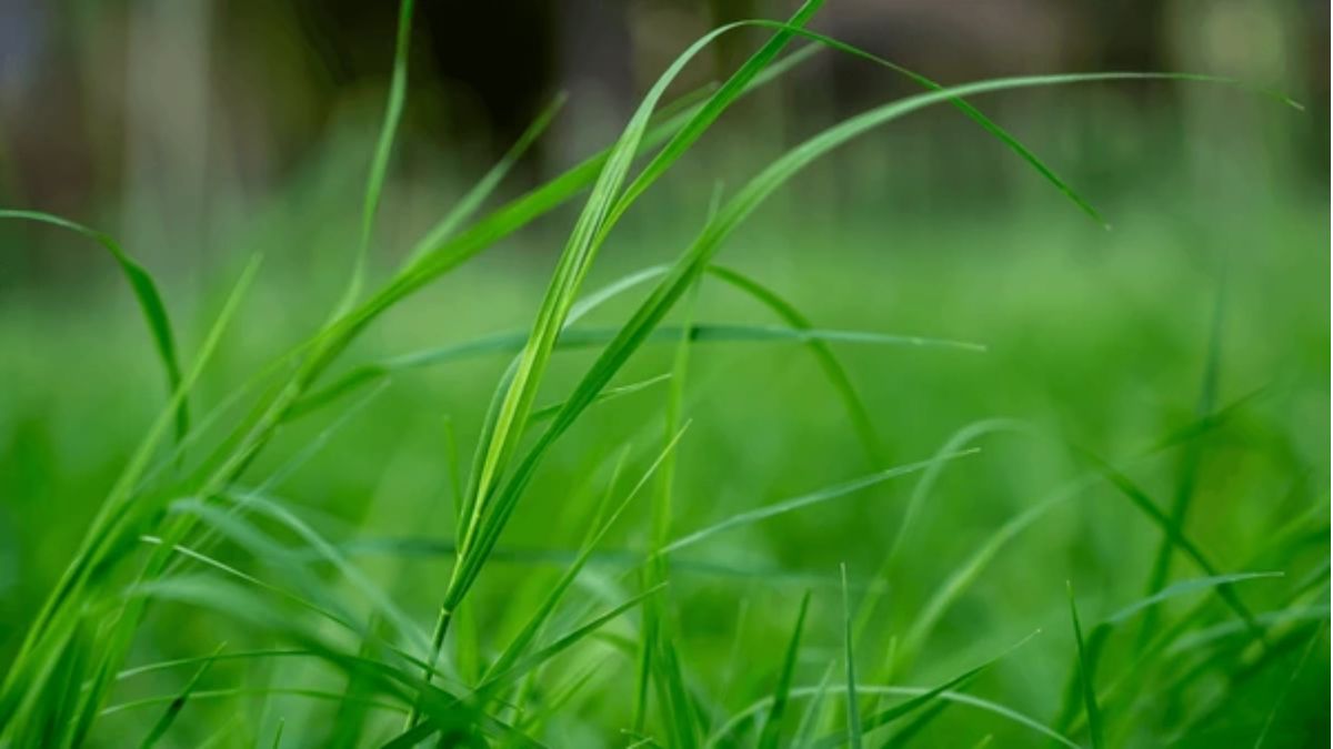 Arugampul Benefits: பல வியாதிகளை விரட்டியடிக்கும் அருகம்புல்., ஆரோக்கிய நன்மைகள்!