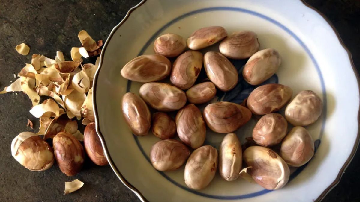 Jackfruit Seeds Benefits: இது தெரிந்தால் இனி பலாப்பழத்துடன் அதன் கொட்டையையும் சேர்த்து சாப்பிடுவீங்க!