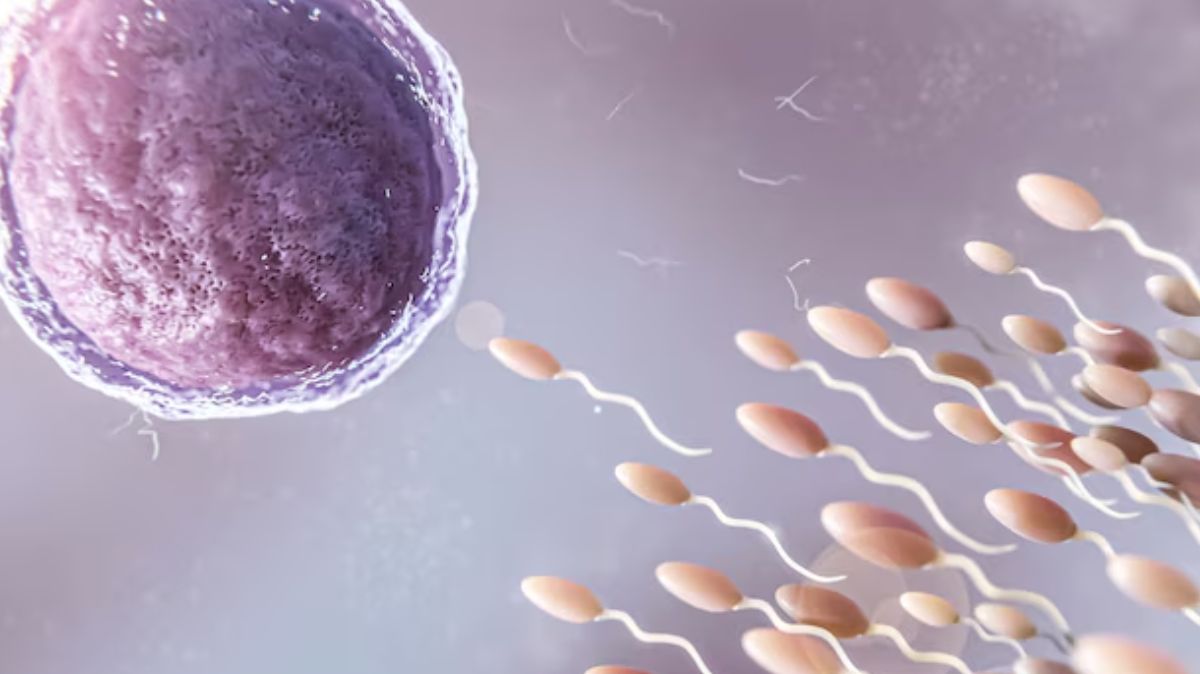 Sperm Health Foods: விந்தணு சிறக்க இதை சாப்பிடவும்.!