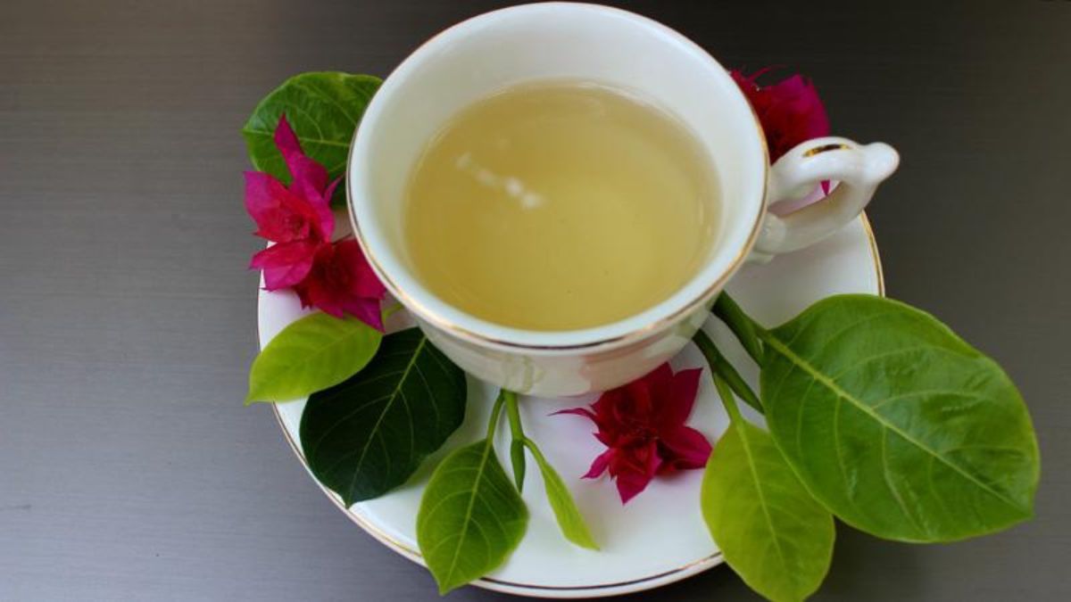 Jackfruit Leaves Tea: பல பிரச்சனைகளுக்குத் தீர்வு தரும் பலா இலை டீ! எப்படி தயார் செய்வது?