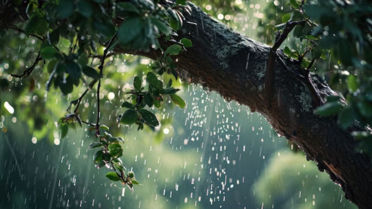 Monsoon Diet: மழைக்காலத்தில் என்ன சாப்பிட வேண்டும்? என்ன சாப்பிடக் கூடாது?