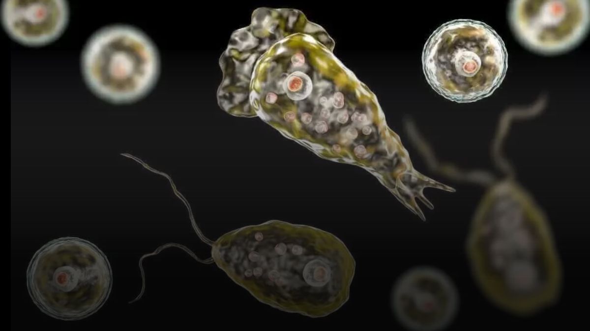 Brain Eating Amoeba: 3 மாதங்களில் 3வது மரணம்.! கேரளத்தை உளுக்கும் மூளையை தின்னும் அமீபா..