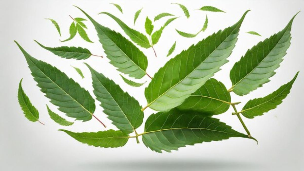 Veppilai Benefits: வேப்பிலை சாப்பிடுவதால் இந்த நோய்கள் தீரும்.!