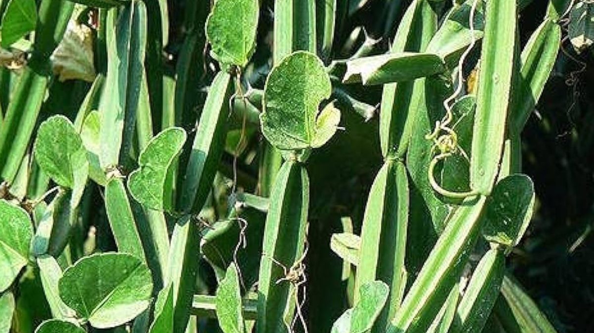 Benefits Of Pirandai: அஜீரணம் முதல் சுளுக்கு வரை… பிரண்டை நன்மைகள் இங்கே..