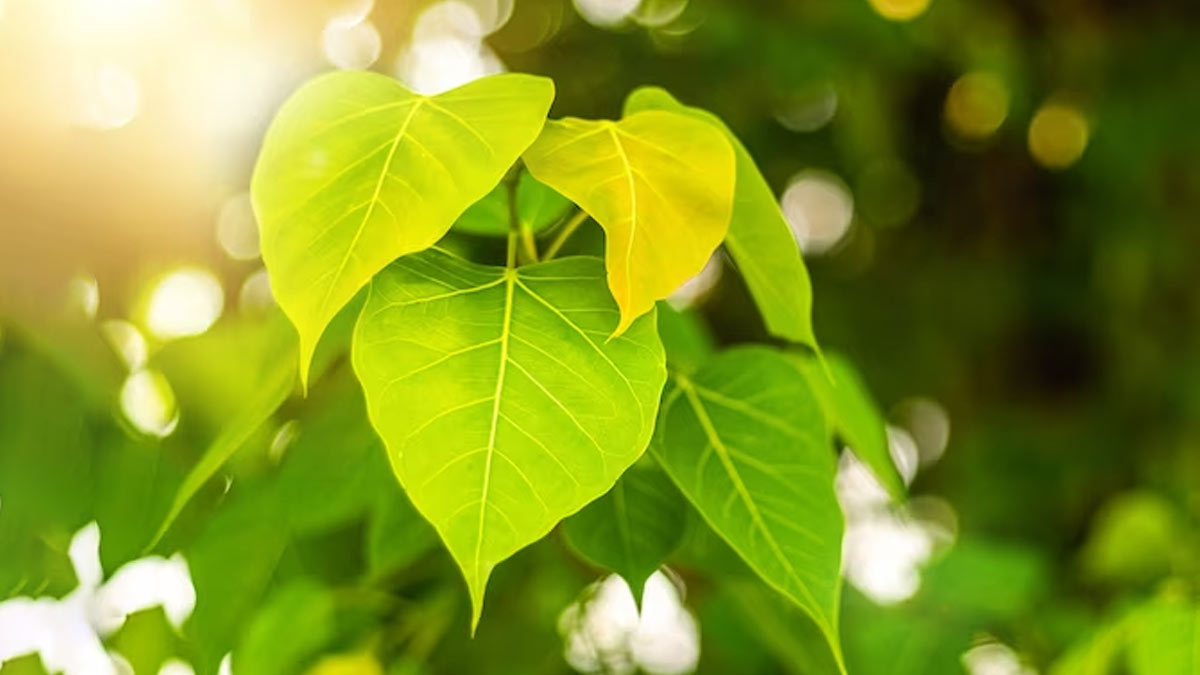 Benefits of Peepal: பல நோய்களை விரட்டும் அரச இலை… ஆரோக்கிய நன்மைகள் இங்கே!!