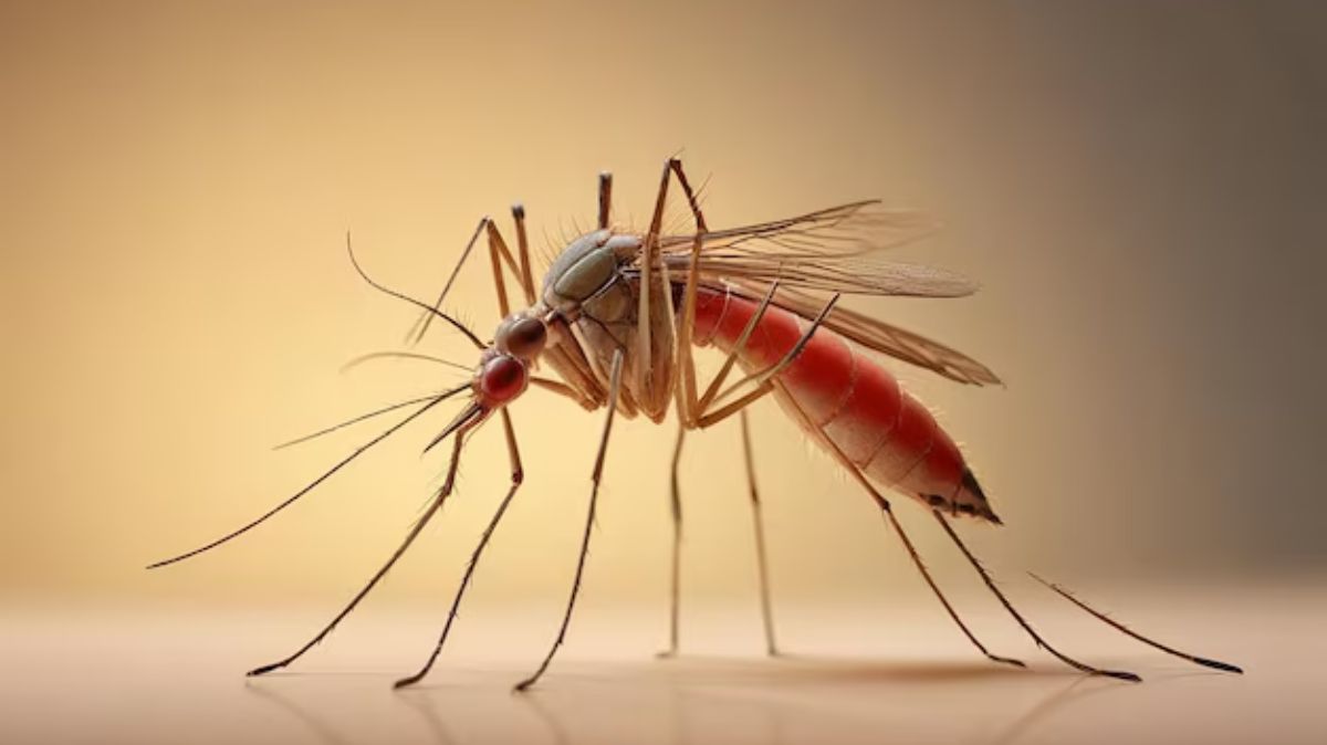Dengue prevention Tips: டெங்குவை தவிர்க்க இதை ஃபாளோ செய்யவும்..
