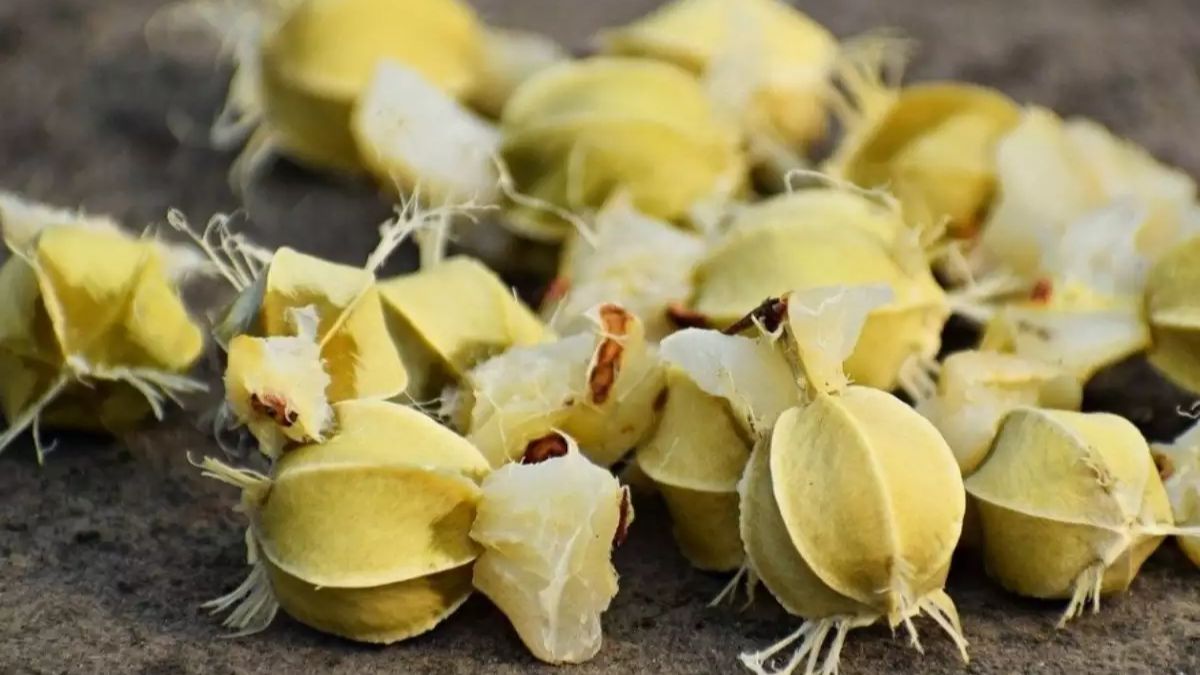 Amla Seeds: நெல்லிக்காய் விடுங்க மக்களே! நெல்லிக்காய் விதை நன்மைகள் தெரியுமா?