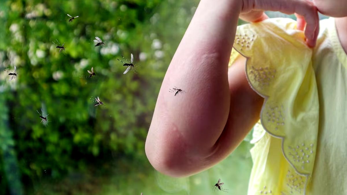World Mosquito Day: எந்த பக்கம் போனாலும் கொசு கடி.. உடம்பெல்லாம் தடிப்பு.. தவிர்க்க வழிதான் என்ன.?