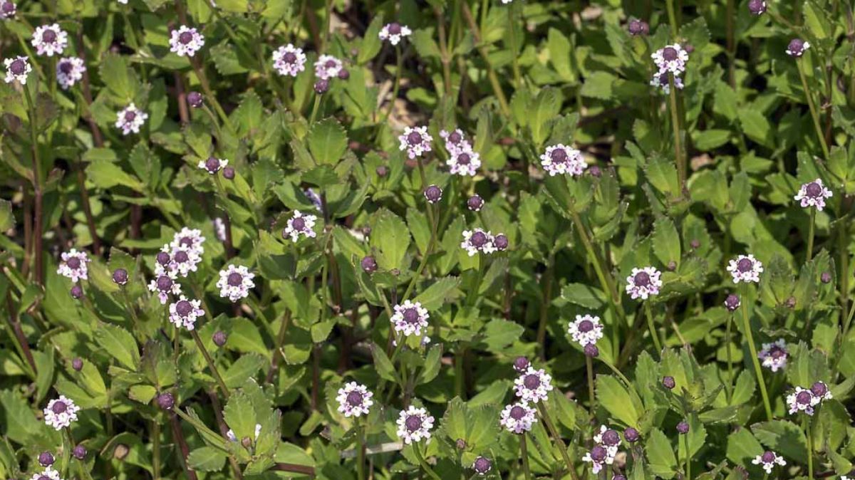 Poduthalai Ilai Benefits: கெடுதலை தடுக்கும் பொடுதலை.! பலே நன்மைகள் இங்கே..