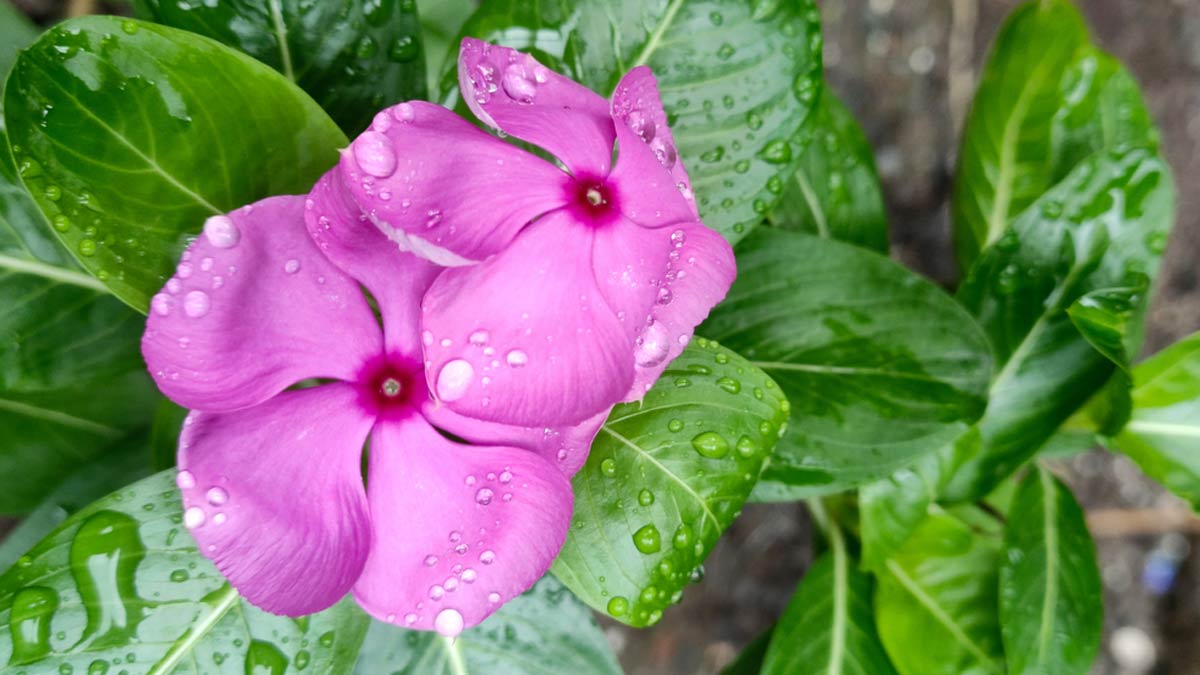 Benefits of Nithya Kalyani: அதிக கொலஸ்ட்ரால் பிரச்சினையால் அவதியா? நித்திய கல்யாணி பூவை இப்படி சாப்பிடுங்க!!