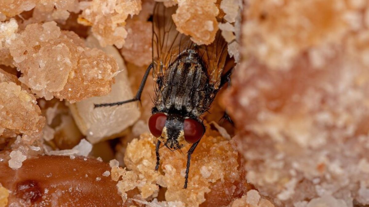 Housefly Disease: சாலையோர உணவுப் பிரியரா? ஈ மூலம் பரவும் நோய்கள் இதுதான்!