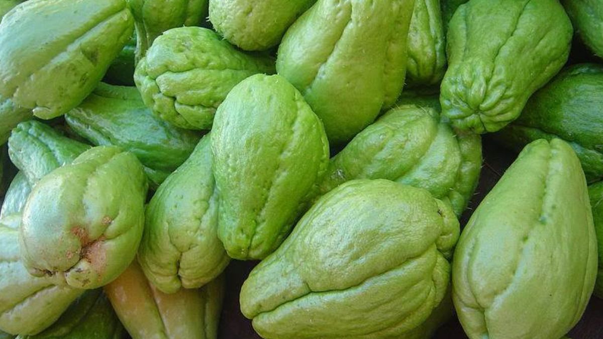 Chow Chow Benefits: சௌவ் சௌவ் தரும் அற்புத பலன்கள் இங்கே..