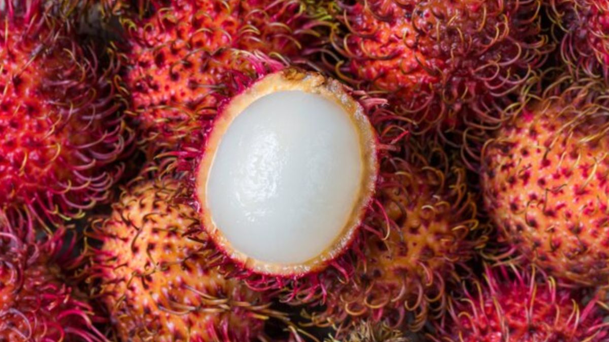 Rambutan Benefits: ரம்புட்டான் பழத்தின் இரகசியம்.! இதன் அற்புதங்கள் இங்கே..