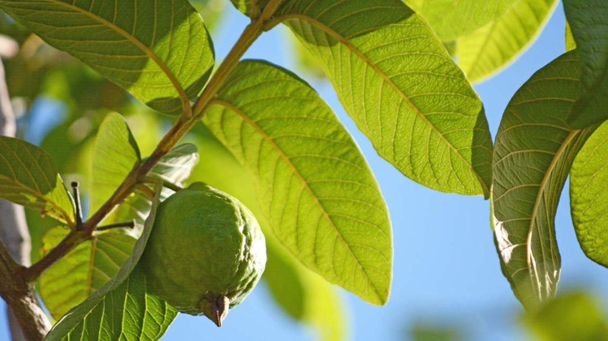 Guva Leaf Benefits: பல நோய்களுக்கு ஒரே மருந்து.! கொய்யா இலையின் மகிமையே தனி..