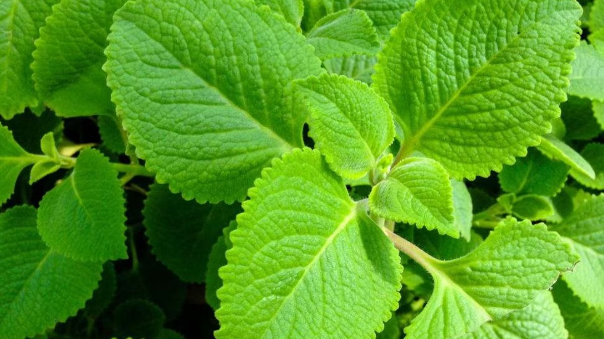 Karpooravalli Leaf: பலன்களை அள்ளிக் கொடுக்கும் கற்பூரவல்லி இலை