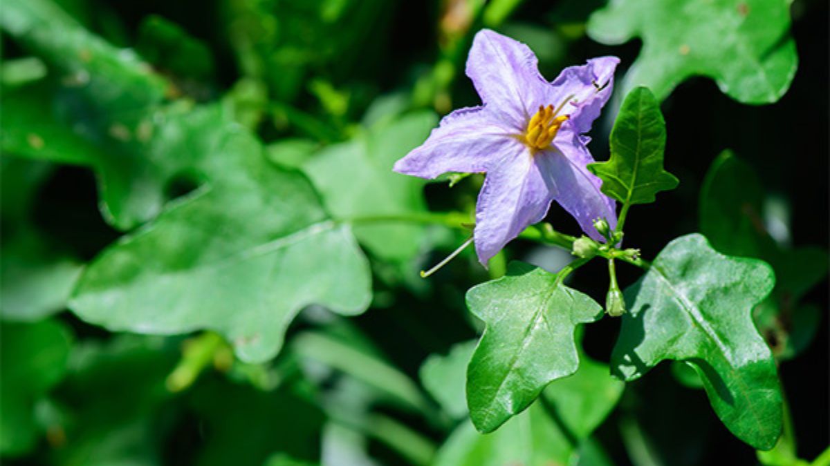 Thuthuvalai Health Benefits: ஒன்றா, இரண்டா? ஏராளமான நன்மைகளை அள்ளித் தரும் தூதுவளை!