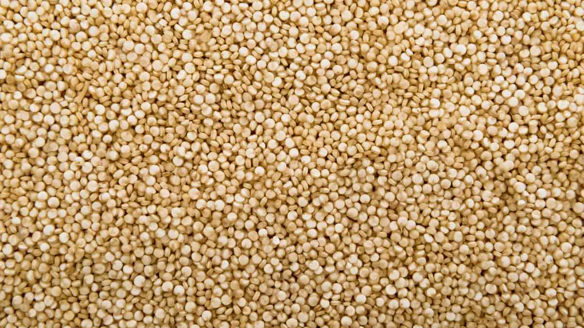உடல் எடை குறைய குயினோவா உதவுமா.? தெரிஞ்சிக்கலாம் வாங்க..